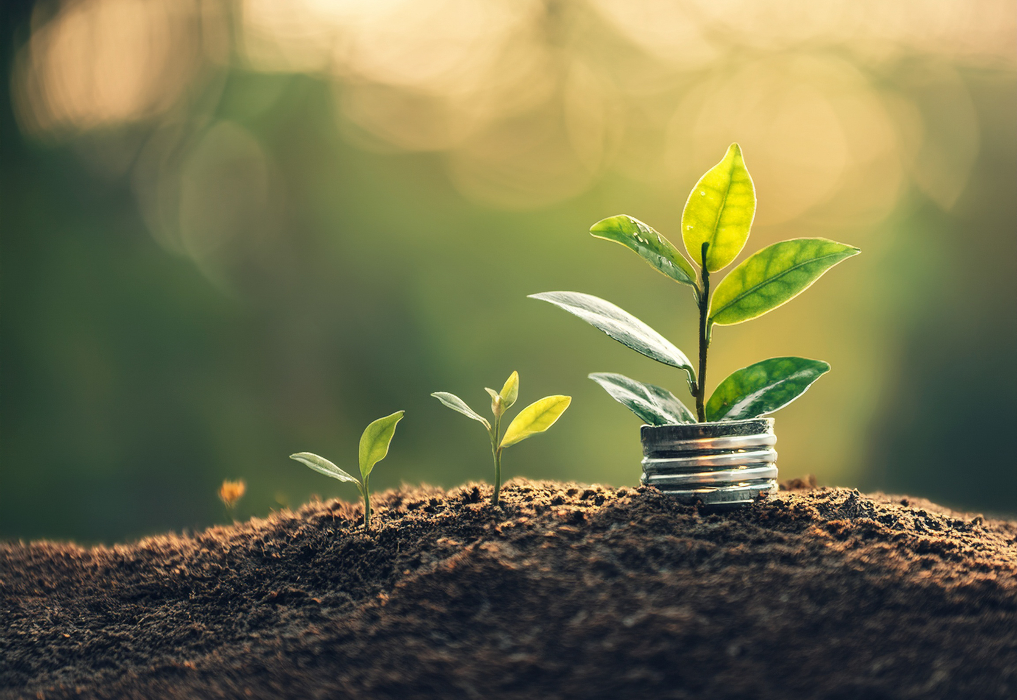 Young plants growing in soil, symbolizing MMIT’s environmental initiatives and commitment to sustainable business practices.